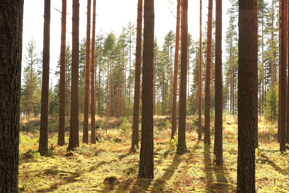 Finlande, la région de Häme