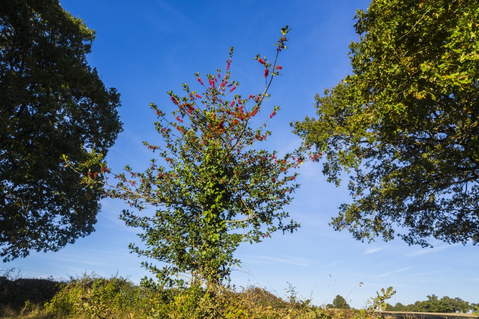 berry_automne_rando_outdoor__53