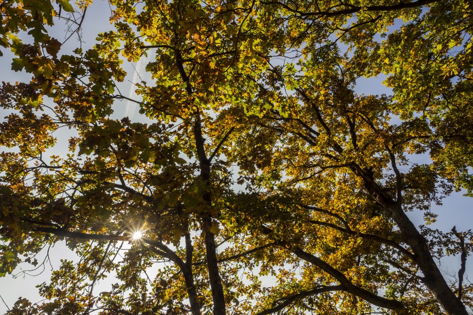 foret_fontainebleau_automne_octobre_101