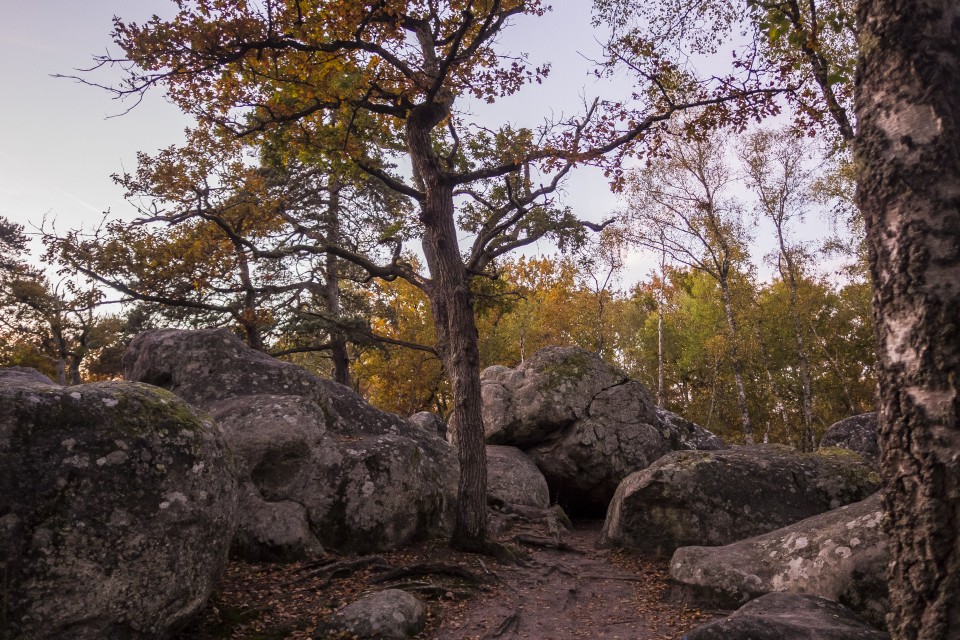 foret_fontainebleau_automne_octobre_105