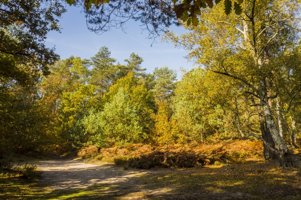 foret_fontainebleau_automne_octobre_112