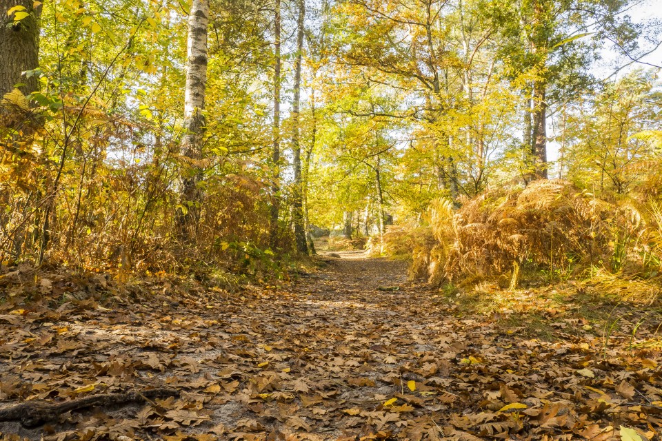 foret_fontainebleau_automne_octobre_115