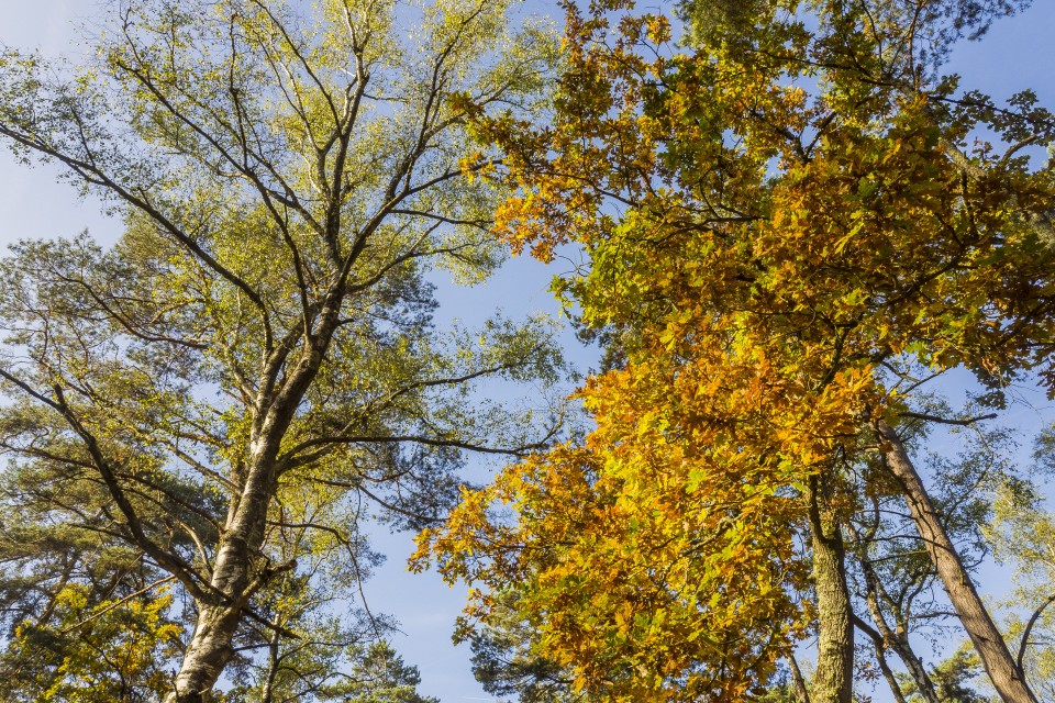 foret_fontainebleau_automne_octobre_124