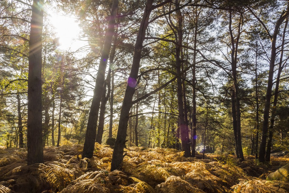 foret_fontainebleau_automne_octobre_137