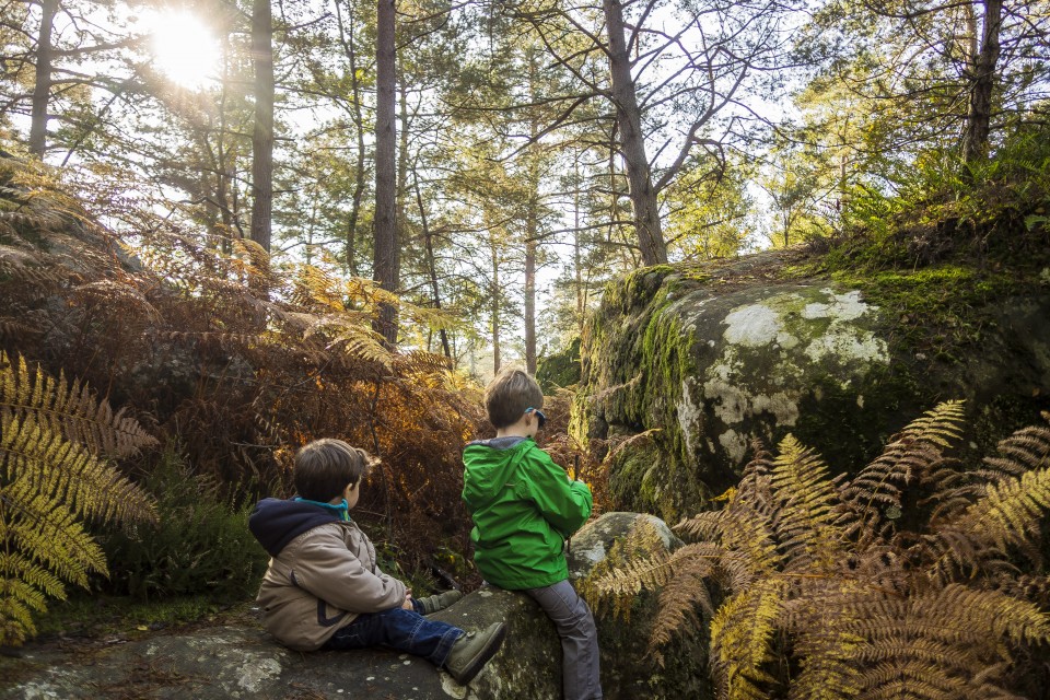 foret_fontainebleau_automne_octobre_145