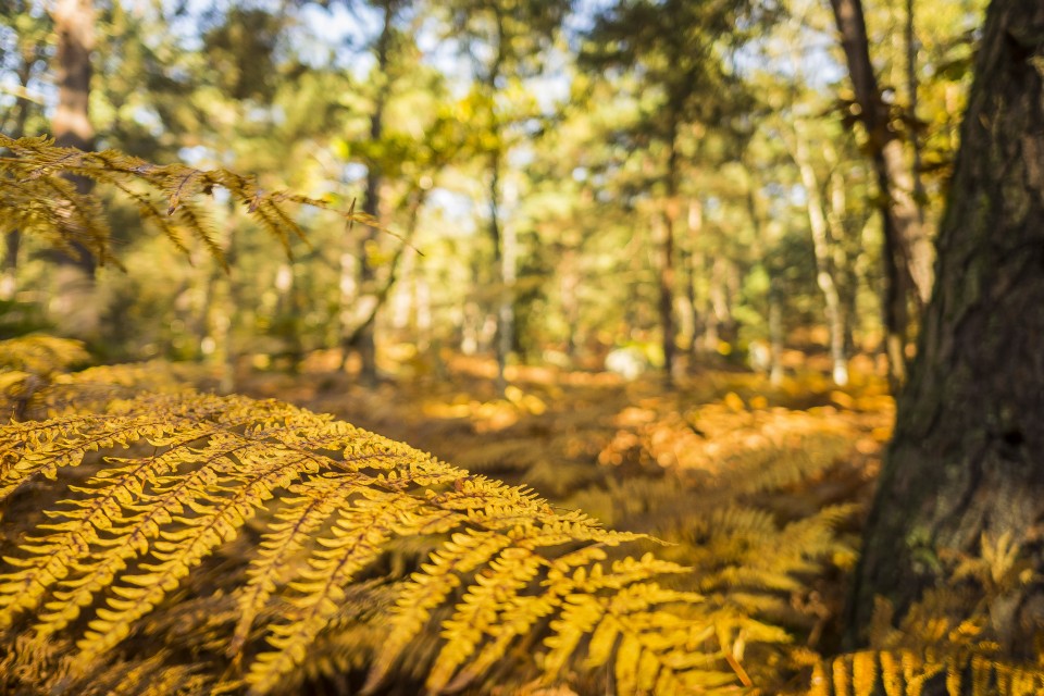 foret_fontainebleau_automne_octobre_146