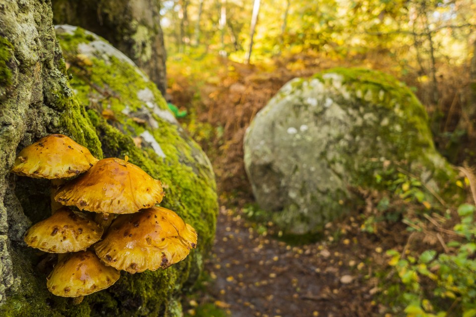 foret_fontainebleau_automne_octobre_149