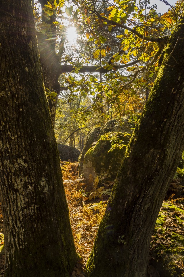 foret_fontainebleau_automne_octobre_160