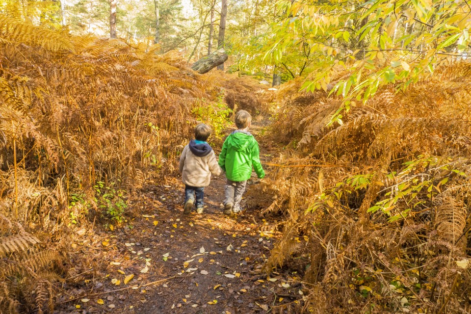 foret_fontainebleau_automne_octobre_164