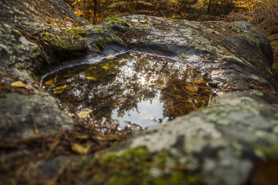 foret_fontainebleau_automne_octobre_168