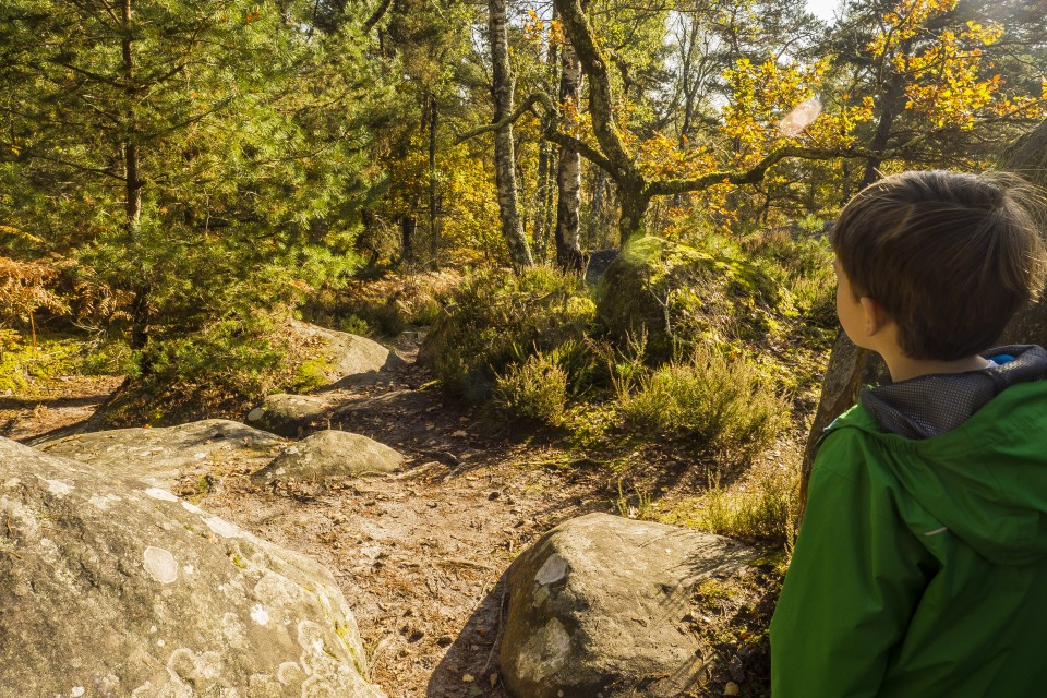 foret_fontainebleau_automne_octobre_179