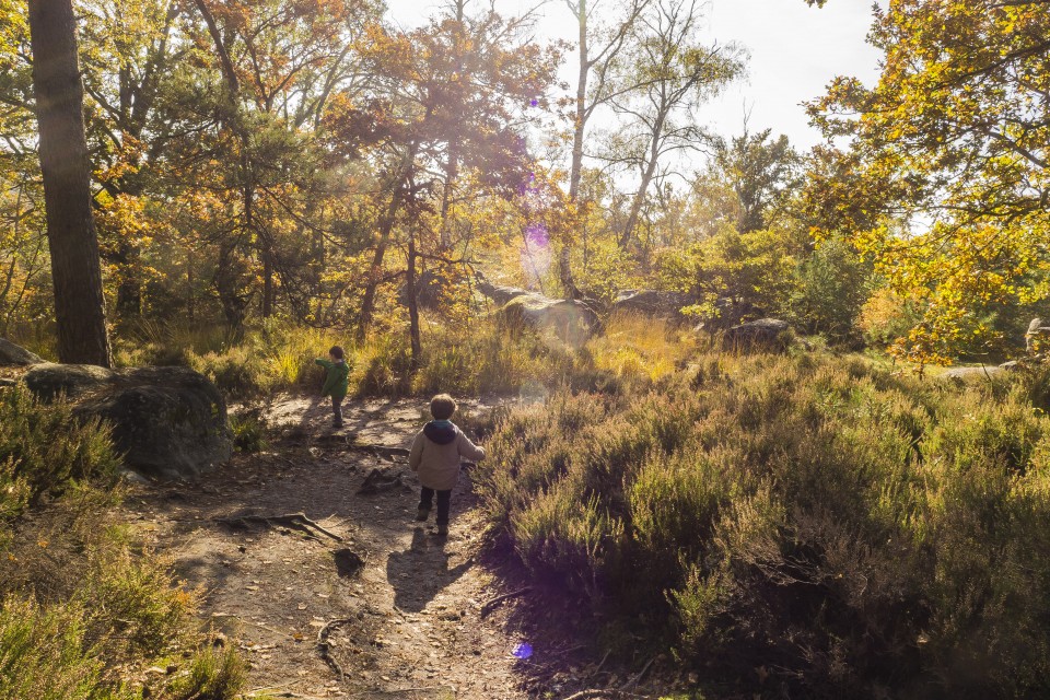 foret_fontainebleau_automne_octobre_181