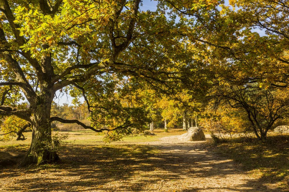 foret_fontainebleau_automne_octobre_187