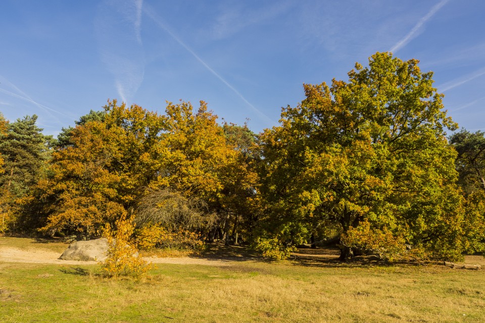 foret_fontainebleau_automne_octobre_191