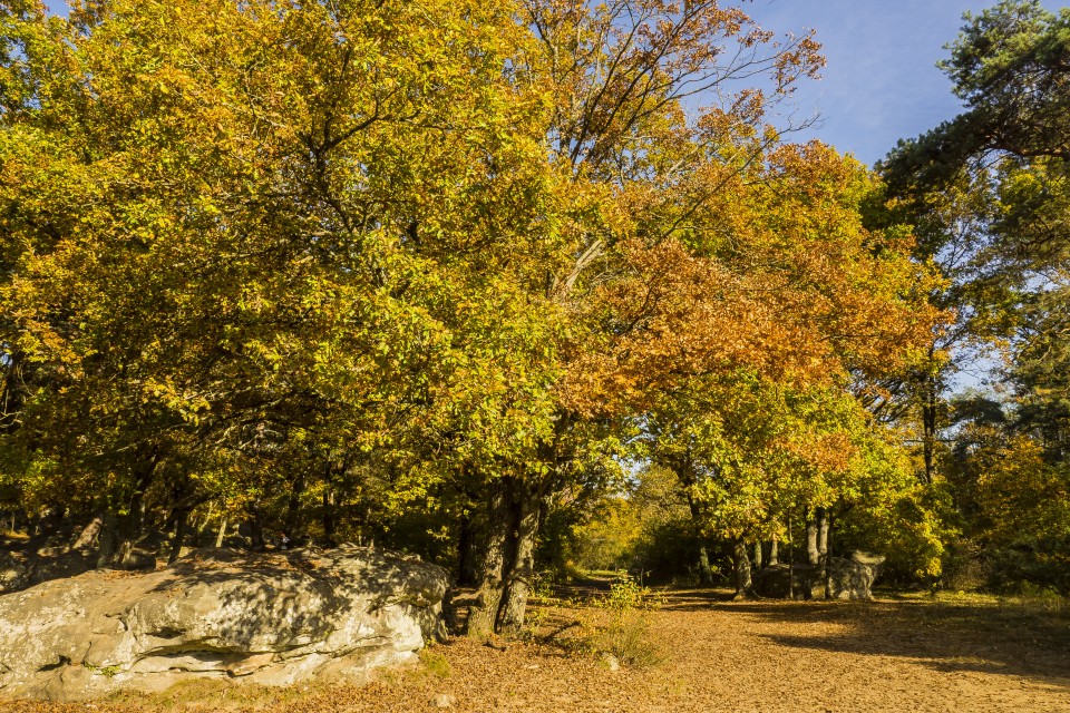 foret_fontainebleau_automne_octobre_197