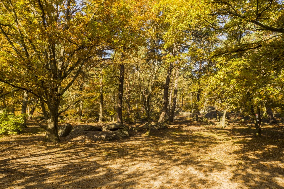 foret_fontainebleau_automne_octobre_4