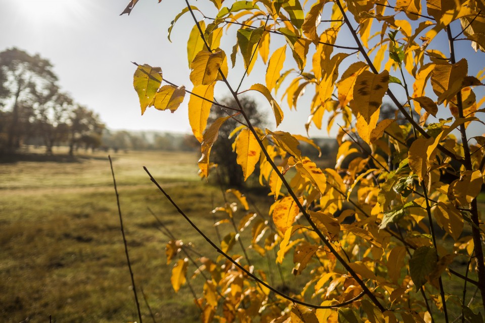 foret_fontainebleau_automne_octobre_46