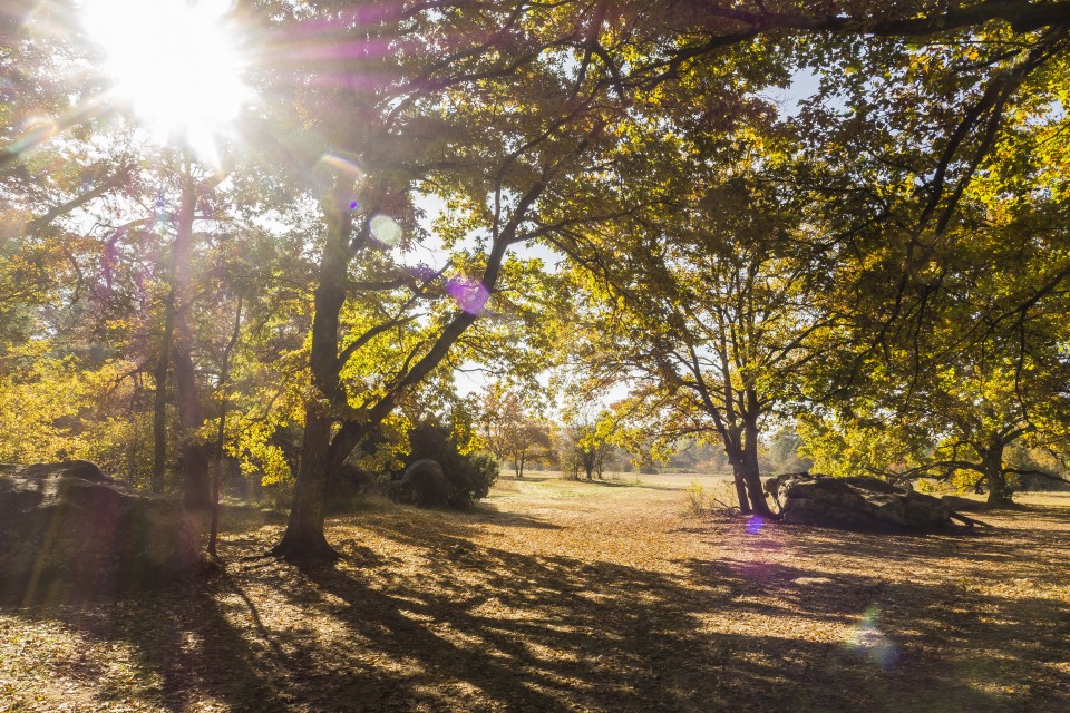 foret_fontainebleau_automne_octobre_6