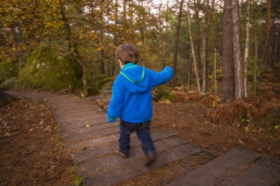 foret_fontainebleau_automne_octobre_96