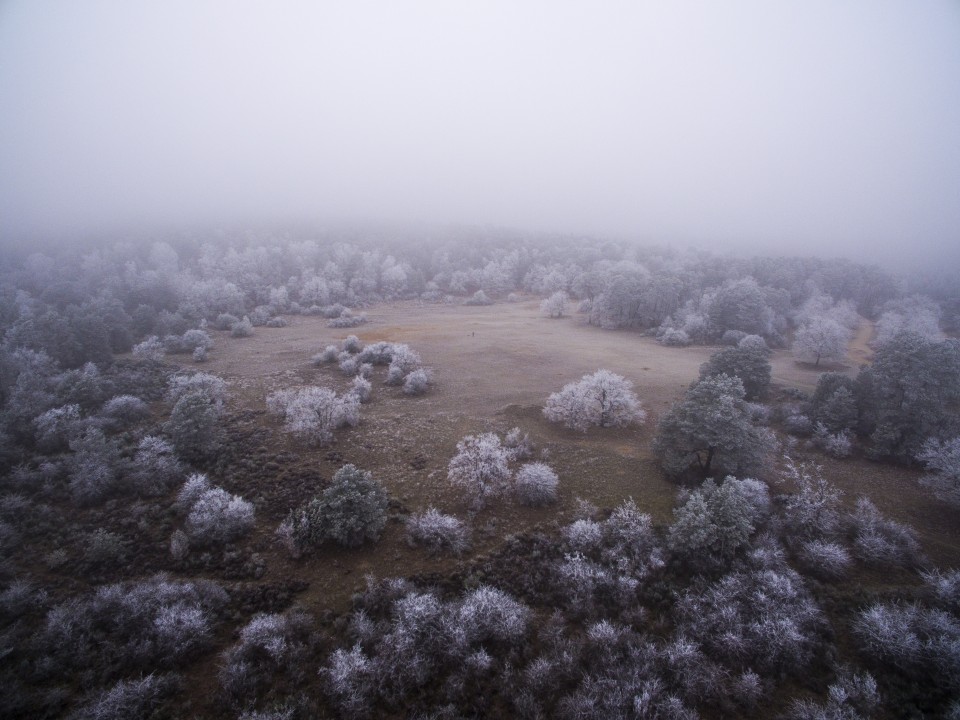 Foret de Fontainebleau_hiver_givree_outdoor_10