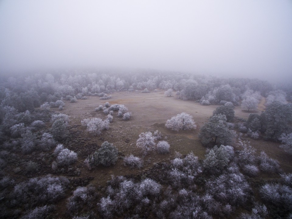 Foret de Fontainebleau_hiver_givree_outdoor_10