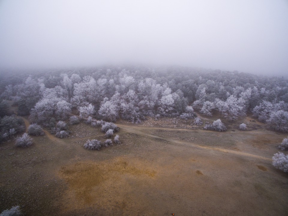 Foret de Fontainebleau_hiver_givree_outdoor_11