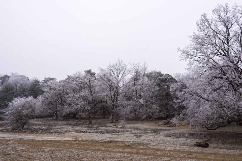 Foret de Fontainebleau_hiver_givree_outdoor_14