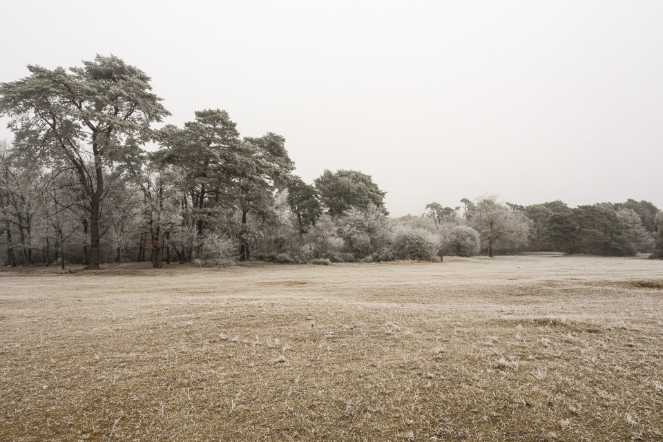 Foret de Fontainebleau_hiver_givree_outdoor_26