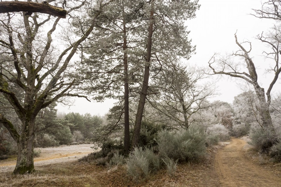 Foret de Fontainebleau_hiver_givree_outdoor_29