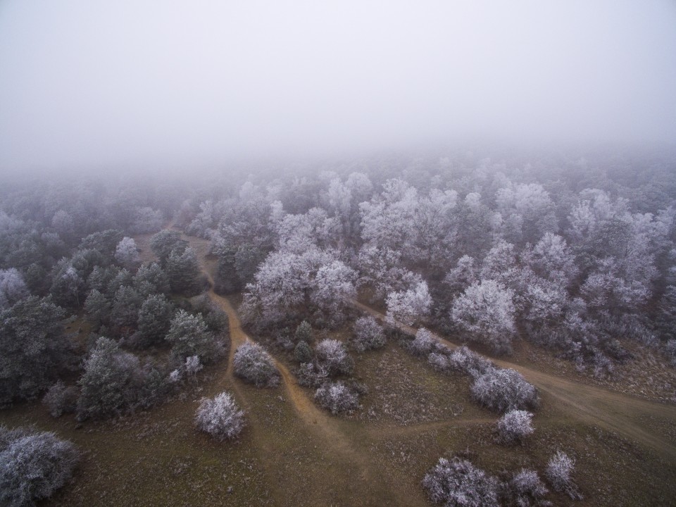 Foret de Fontainebleau_hiver_givree_outdoor_3