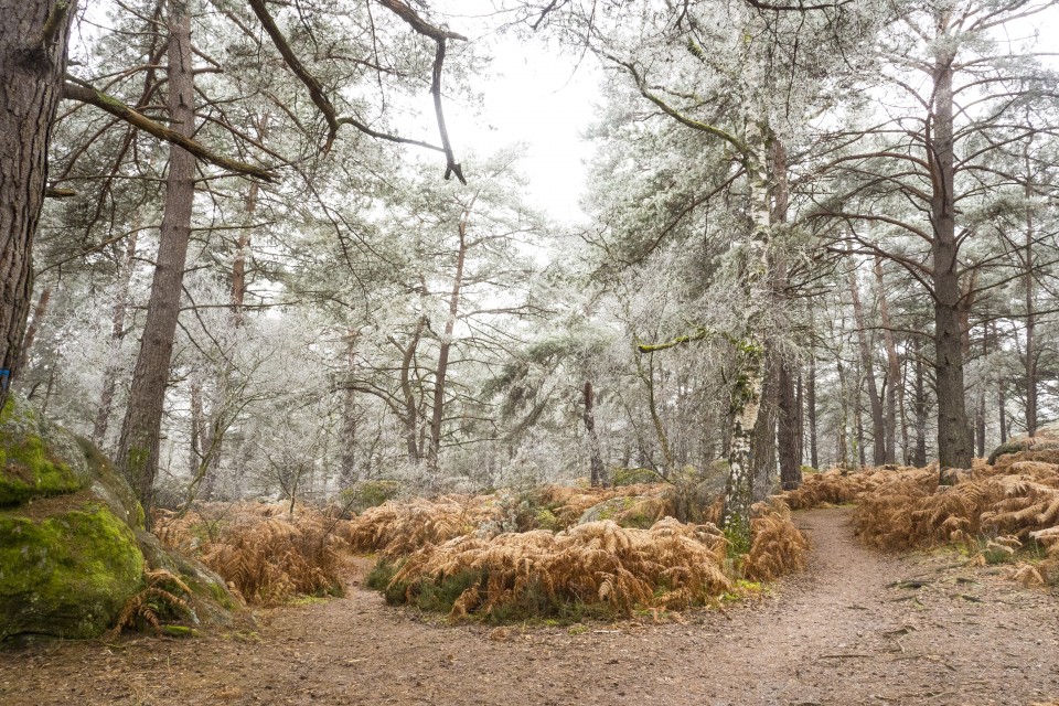 Foret de Fontainebleau_hiver_givree_outdoor_40