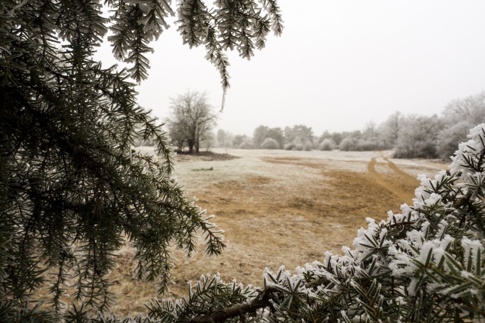 Foret de Fontainebleau_hiver_givree_outdoor_69