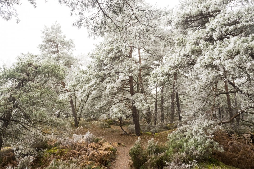 Foret de Fontainebleau_hiver_givree_outdoor_71