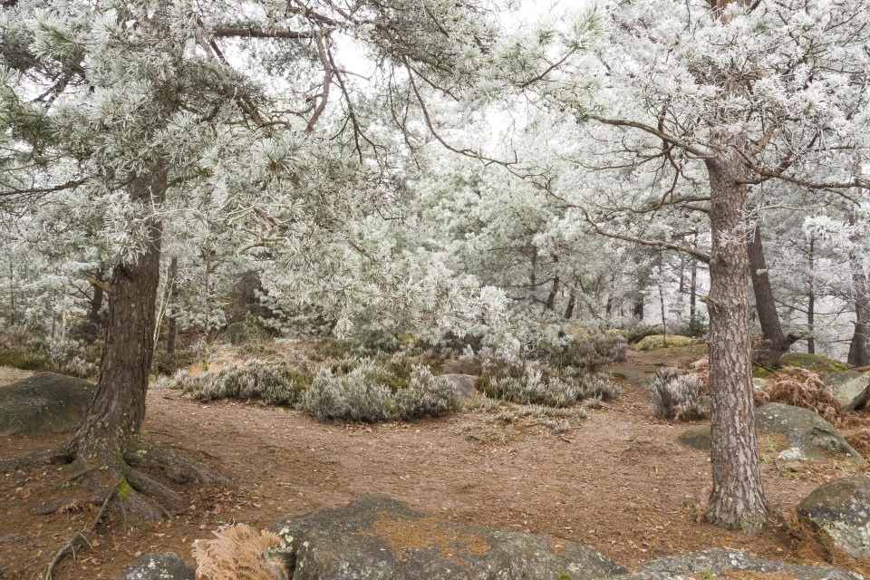 Foret de Fontainebleau_hiver_givree_outdoor_76
