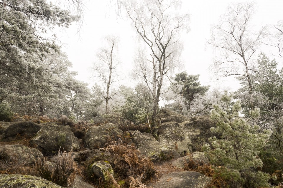 Foret de Fontainebleau_hiver_givree_outdoor_78