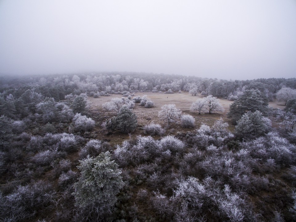 Foret de Fontainebleau_hiver_givree_outdoor_8