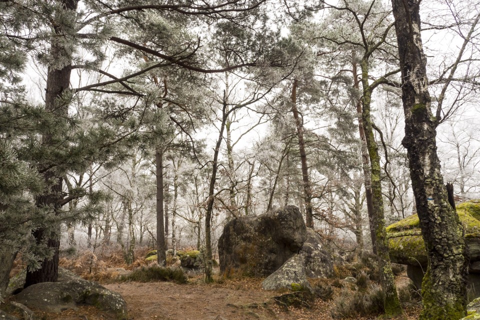 Foret de Fontainebleau_hiver_givree_outdoor_85
