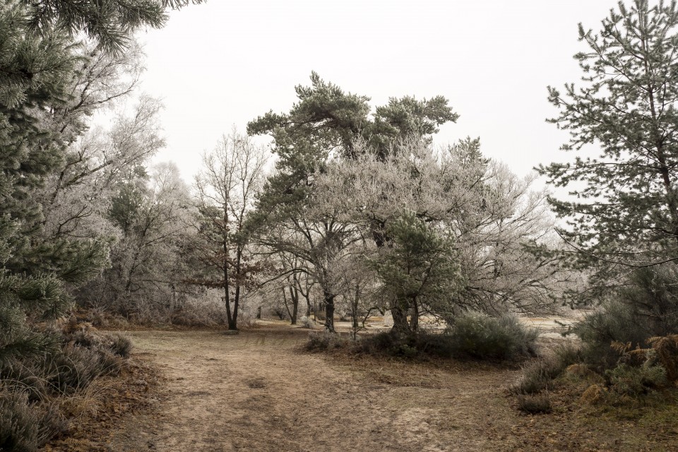 Foret de Fontainebleau_hiver_givree_outdoor_87