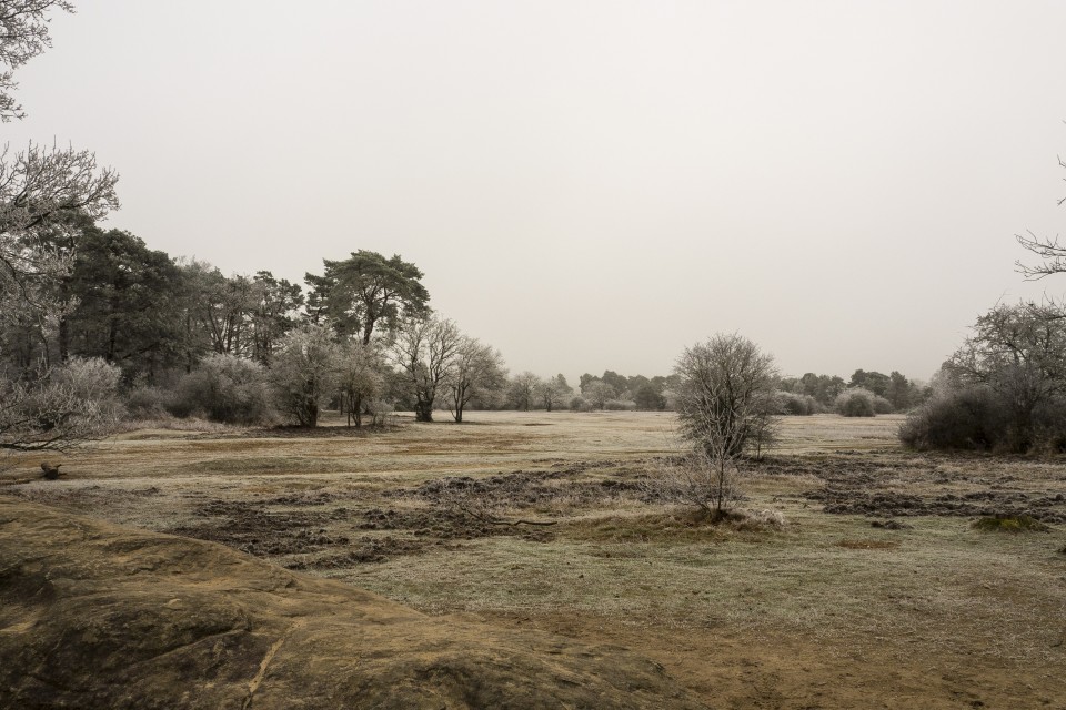 Foret de Fontainebleau_hiver_givree_outdoor_94