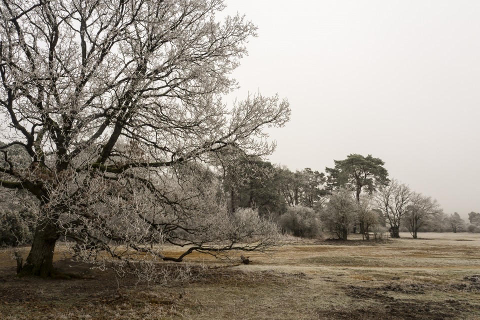 Foret de Fontainebleau_hiver_givree_outdoor_96