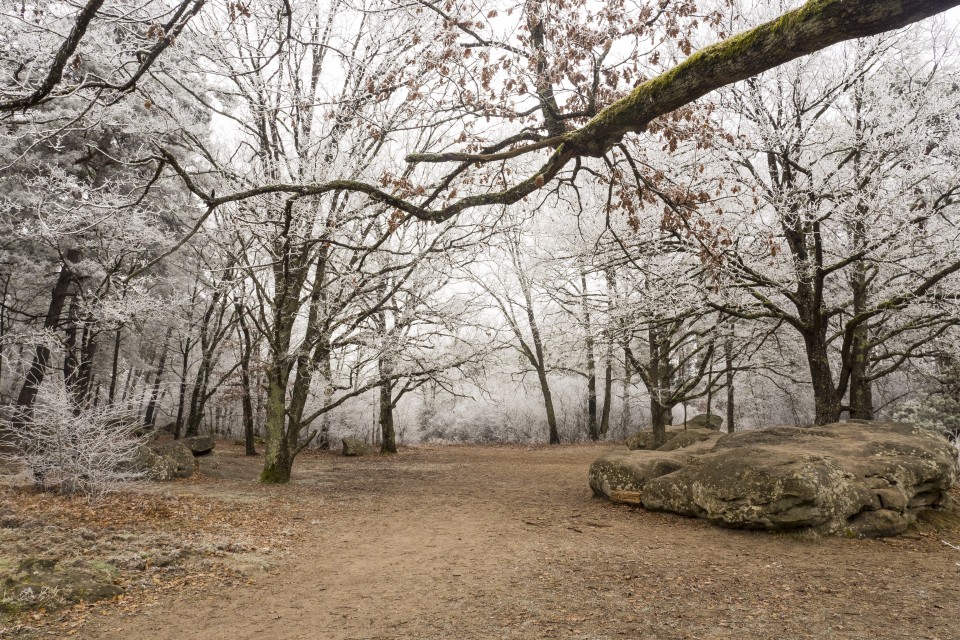 Foret de Fontainebleau_hiver_givree_outdoor_98