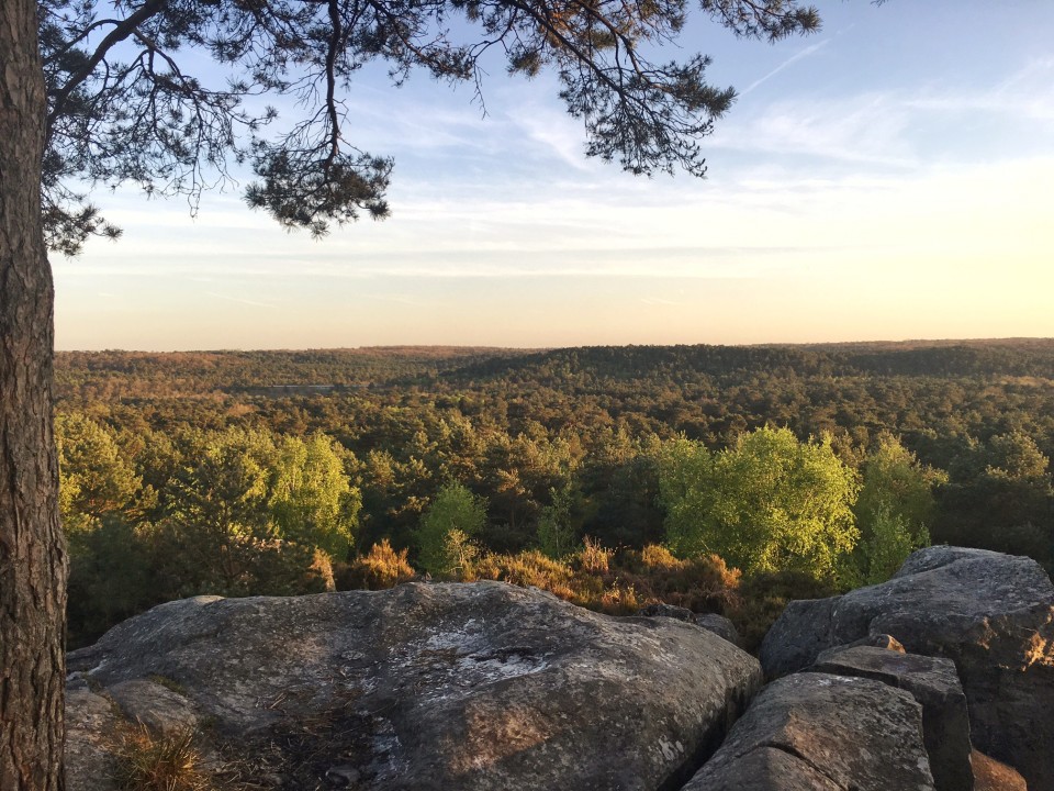 foret de fontainebleau secteur faisanderie