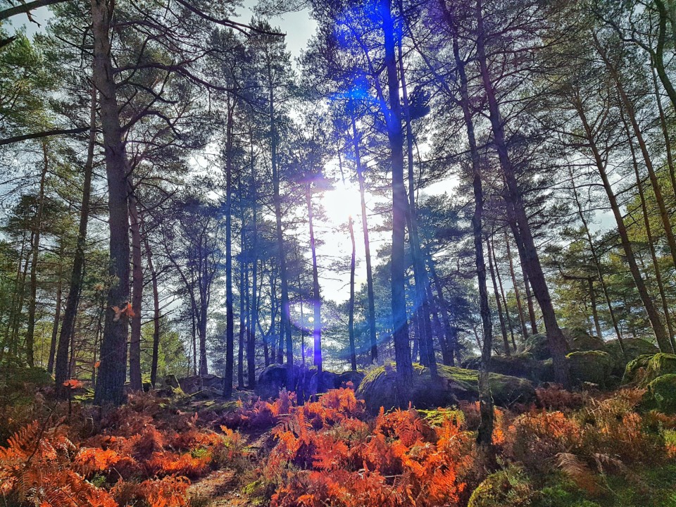 foret de fontainebleau trail