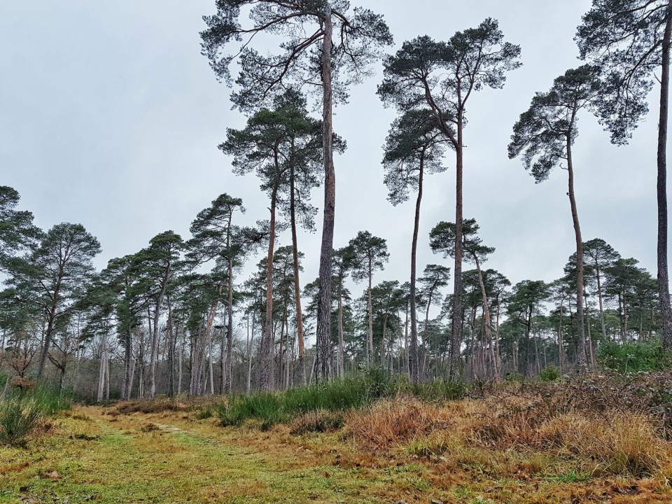 trail en foret de fontainebleau