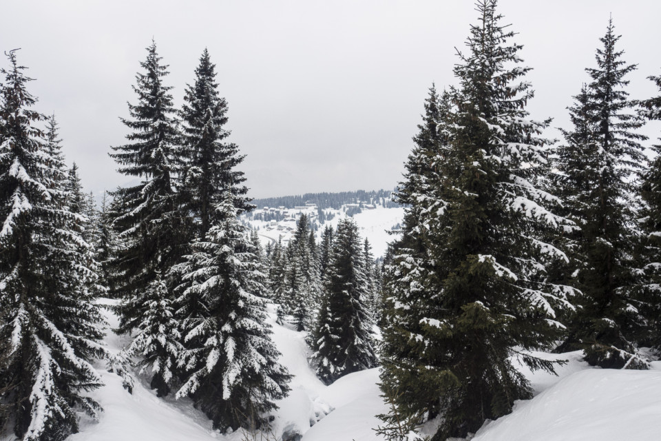 Sapins aux Saisies