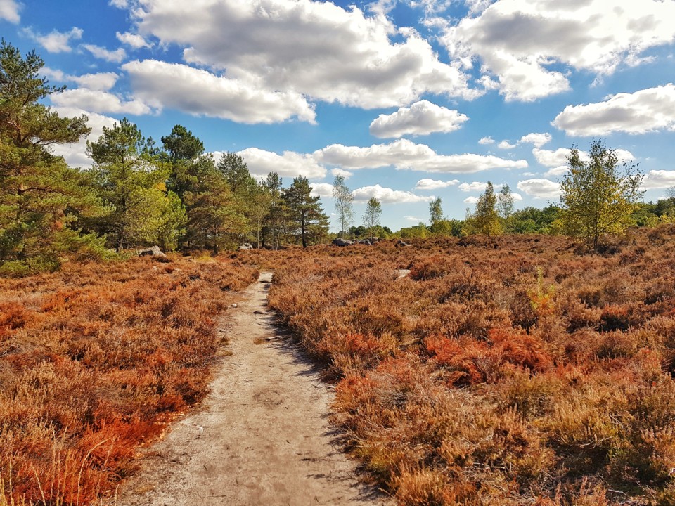 imperial trail fontainebleau parcours belvedere