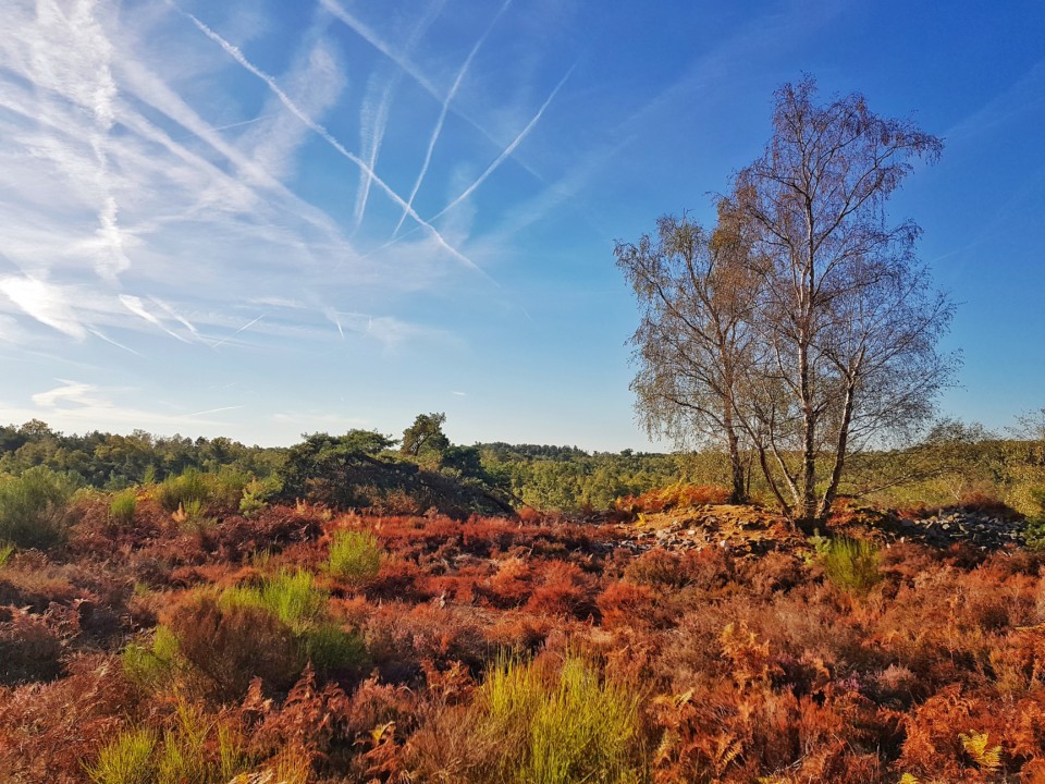 paysage foret de fontainebleau imperial trail