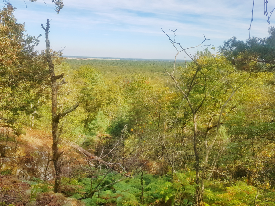 Forêt de fontainebleau