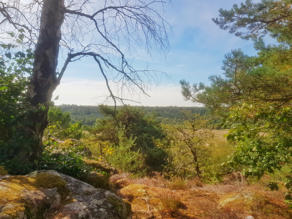 Forêt de fontainebleau