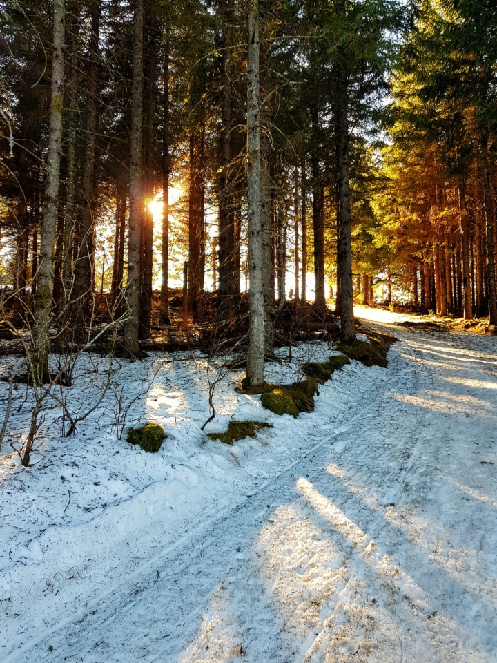 foret auvergne hiver